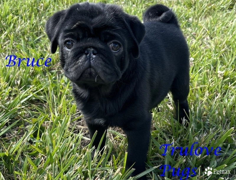 Bruce Pug