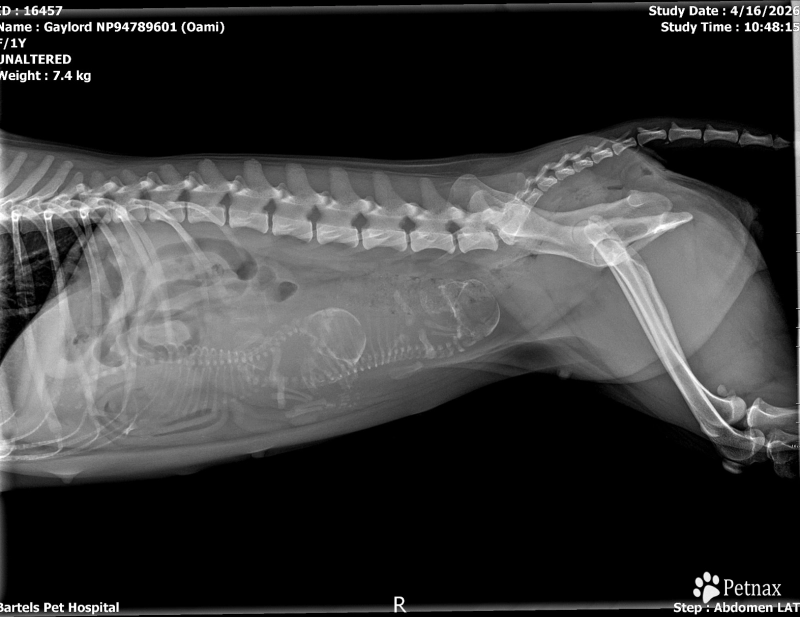 Oami Alpha Boy 1 (Chong) Shiba Inu