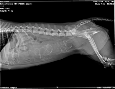 Oami Alpha Boy 1 (Chong)