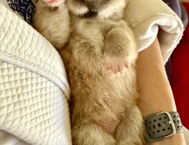 Oami Alpha Boy 1 (Chong) Shiba Inu