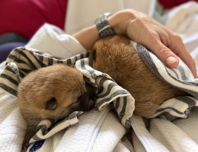 Oami Alpha Boy 1 (Chong) Shiba Inu