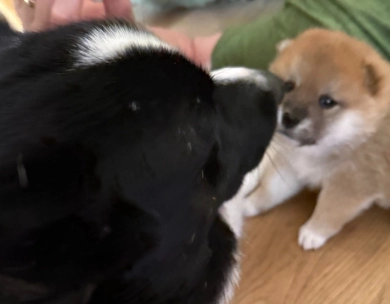 Oami Alpha Girl 2 (Cheechie) Oami Alpha Girl 2 (Cheechie) Shiba Inu