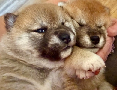 Oami Alpha Girl 2 (Cheechie) Oami Alpha Girl 2 (Cheechie) Shiba Inu
