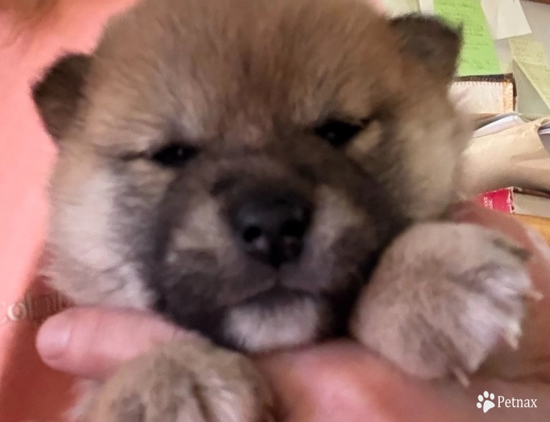 Oami Alpha Girl 2 (Cheechie) Shiba Inu