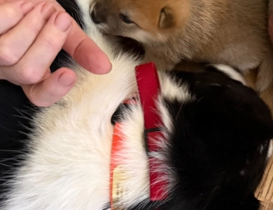 Oami Alpha Girl 2 (Cheechie) Oami Alpha Girl 2 (Cheechie) Shiba Inu