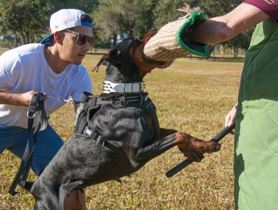 AKC Full Euro  Doberman Pinscher