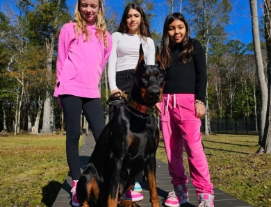 AKC Full Euro  Doberman Pinscher