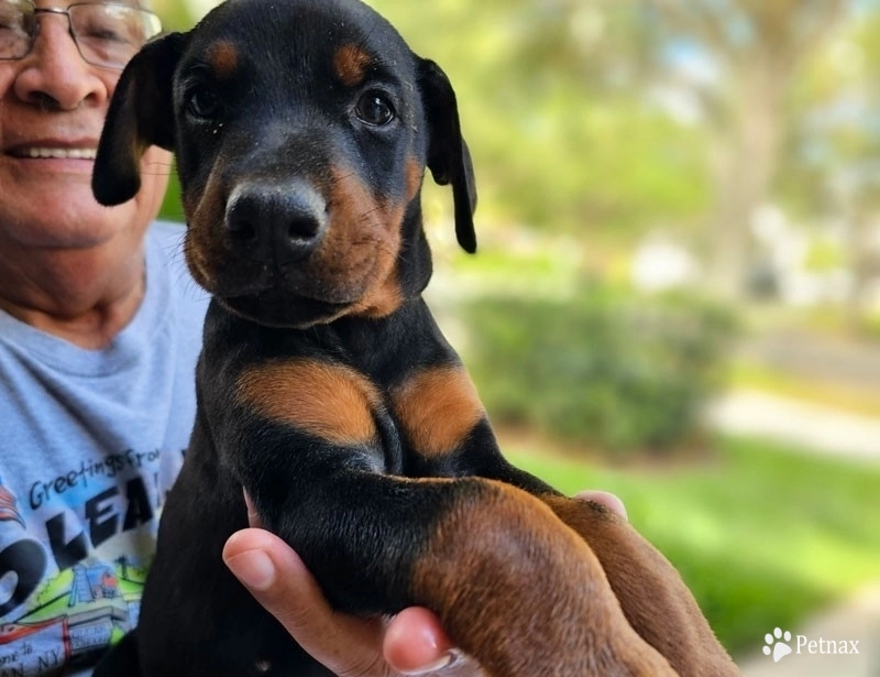 AKC Full Euro  Doberman Pinscher