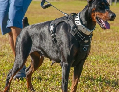 AKC Full Euro  Doberman Pinscher