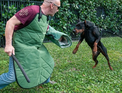AKC Full Euro  Doberman Pinscher