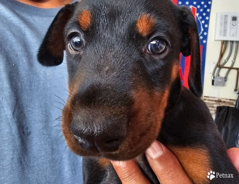 AKC Full Euro  Doberman Pinscher