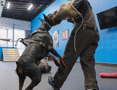 AKC Full Euro  Doberman Pinscher