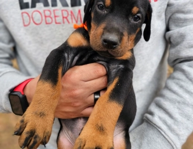 AKC Full Euro  Doberman Pinscher