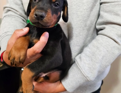 AKC Full Euro  Doberman Pinscher