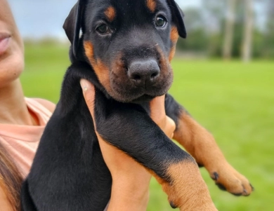 AKC Full Euro  Doberman Pinscher