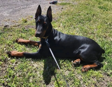 AKC Full Euro  Doberman Pinscher