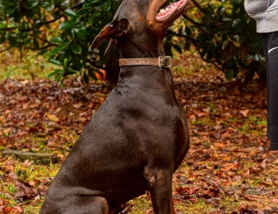AKC Full Euro  Doberman Pinscher