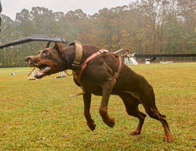 AKC Full Euro  Doberman Pinscher