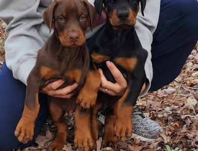 AKC Full Euro  Doberman Pinscher
