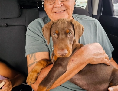 AKC Full Euro  Doberman Pinscher