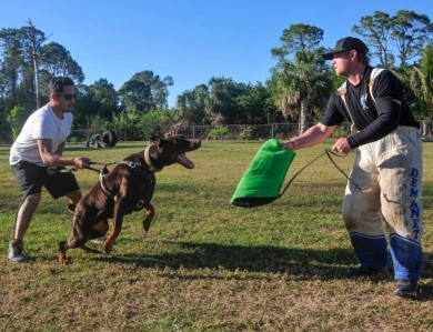 AKC Full Euro  Doberman Pinscher
