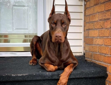 AKC Full Euro  Doberman Pinscher