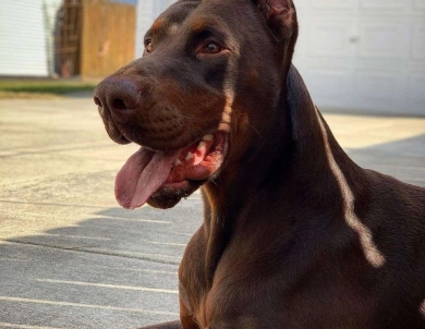 AKC Full Euro  Doberman Pinscher