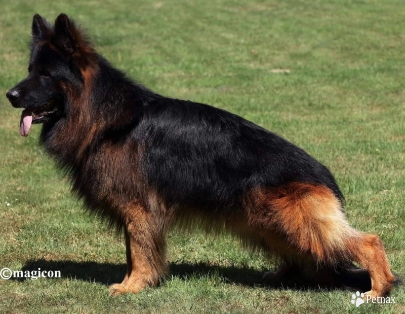Knut Von Der Wilden Dreisehn German Shepherd