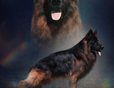 Knut Von Der Wilden Dreisehn German Shepherd