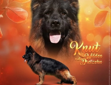 Knut Von Der Wilden Dreisehn German Shepherd