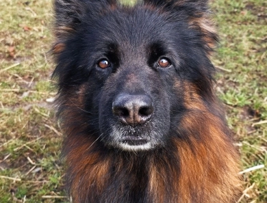 Knut Von Der Wilden Dreisehn German Shepherd