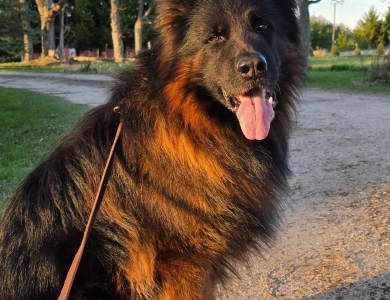 Knut Von Der Wilden Dreisehn German Shepherd