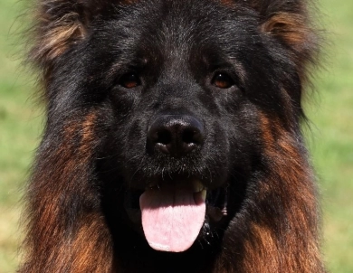 Knut Von Der Wilden Dreisehn German Shepherd