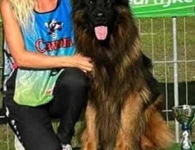 Knut Von Der Wilden Dreisehn German Shepherd