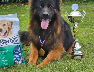 Knut Von Der Wilden Dreisehn German Shepherd