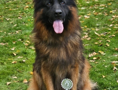 Knut Von Der Wilden Dreisehn German Shepherd