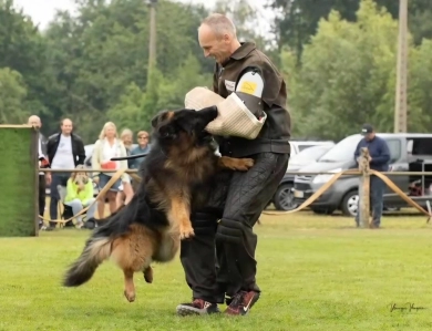 Knut Von Der Wilden Dreisehn German Shepherd