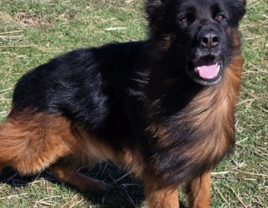 Knut Von Der Wilden Dreisehn German Shepherd