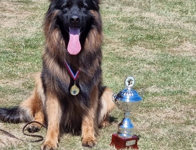 Knut Von Der Wilden Dreisehn German Shepherd