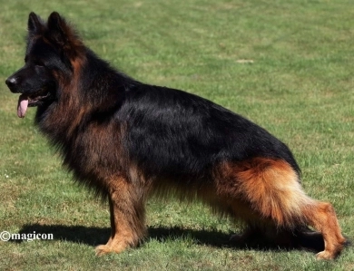 Knut Von Der Wilden Dreisehn