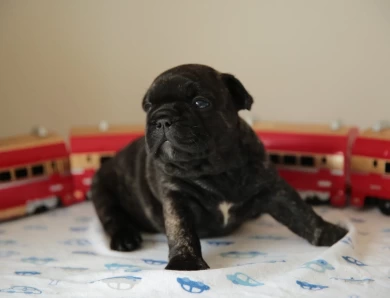 Bruno Puppies for Sale
