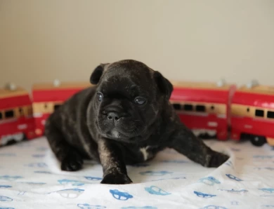 Bruno Puppies for Sale
