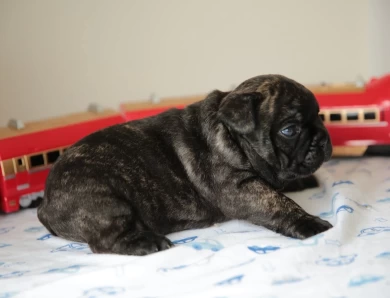 Bruno Puppies for Sale