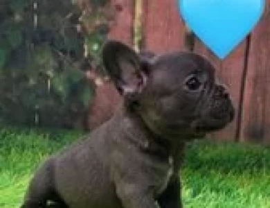 Hopper Puppies for Sale