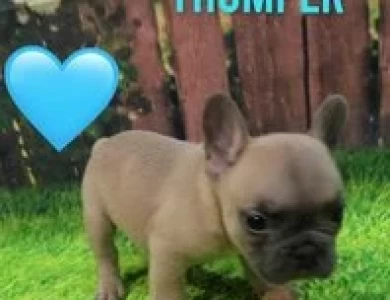 Thumper Puppies for Sale