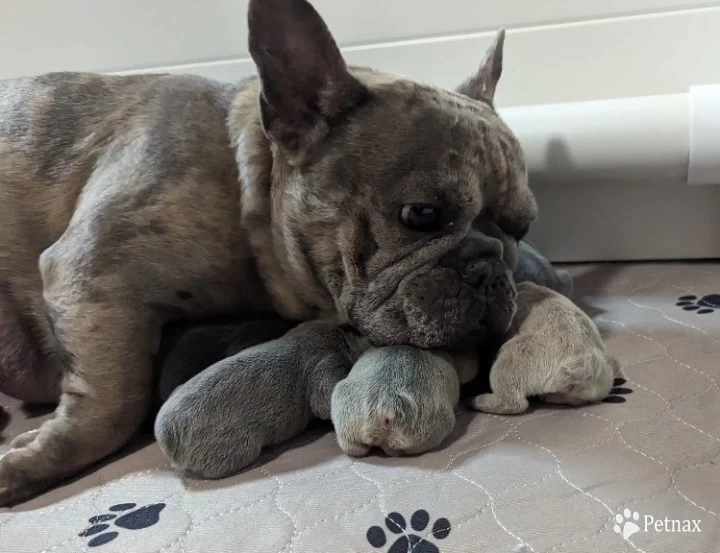 Luna French Bulldog