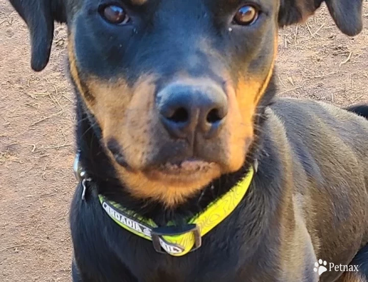 ARTEMIS VON LIEBENHAUS CGC Rottweiler