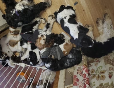 Domesticlife Cocker Spaniels puppies