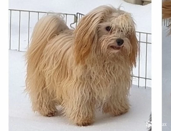 Autumn Havanese