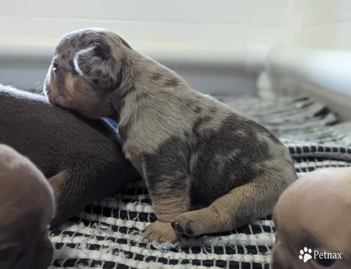 Blue & Tan Merle Puppies for Sale